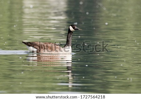 Close-up of a wild Canada goose (Branta canadensis) swimming in a lake in Germany, Europe.