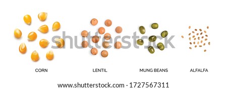Vector realistic 3d illustration of legumes and corns collection isolated on white background. Edible seeds of lentils, mung beans, alfalfa, corn seeds, maize or sweetcorn kernels Royalty-Free Stock Photo #1727567311