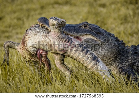 A gator eats another gator