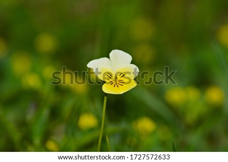 Thw flower called field pansy growing in czech nature