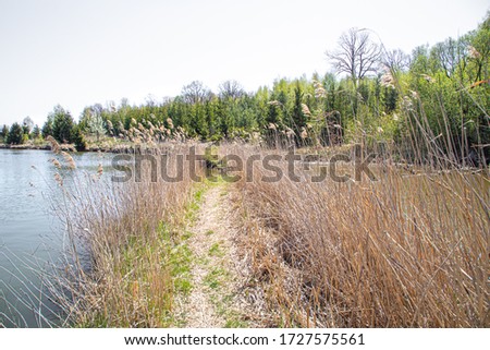 Landscape. Lake and swamp on the background of beautiful trees. Swamp in summer.