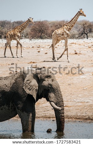 One large elephant taking a bath in one of the waterholes and two giraffes in the background. Etosha national park, Namibia.