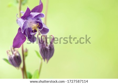 Violet columbine (aquilegia) blossom on green blurred background. 