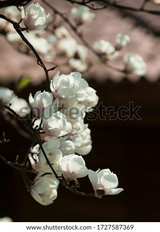 Magnolia tree. Spring blossoms magnolia. White magnolia blooms in the garden