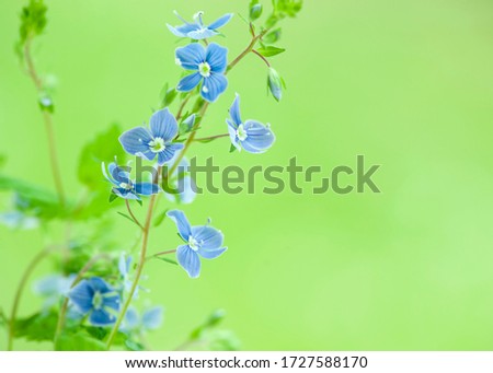 Blue wildflowers blossom on green blurred background. Germander Speedwell.