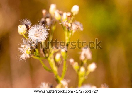 A picture of a Dandelion