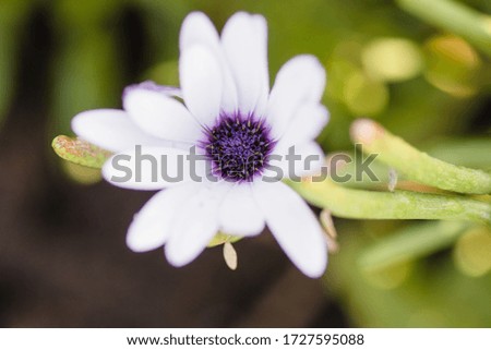 Macro pictures of multiple flowers 