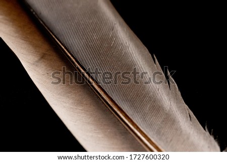 A close-up picture of a feather