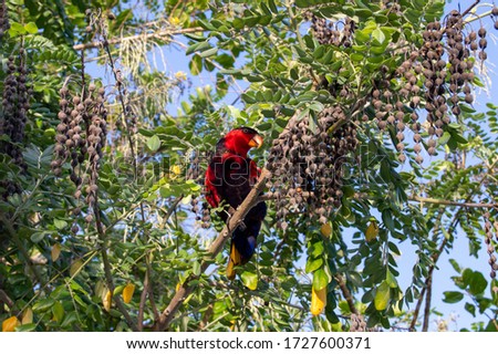 A low angle shot of a red parrot on a tree captured in Raja Ampat, Kri Island
