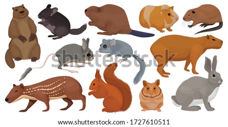 Species of rodents vector cartoon set icon. Isolated cartoon set icon gnawer.Vector illustration species of rodents on white background. Royalty-Free Stock Photo #1727610511