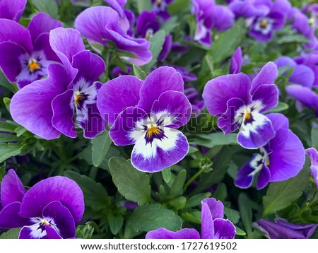 Violet white spring flowers viola cornuta close up, flower bed with horned violet pansies high angle view, floral spring wallpaper background Royalty-Free Stock Photo #1727619502