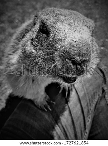 Black and White of an Alpine Marmot Climbing onto a Human Leg and Stretching his Nose into the Camera in Saas-Fee, Switzerland