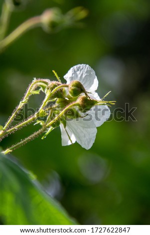 A picture of a thimbleberry flower and some buds. Vancouver BC Canada
