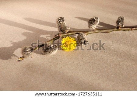 Composition of willow twig with buds and a coltsfoot flower on a plain gray background with selective focus.