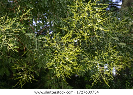 Plant background consisting of an enlarged image of green twigs and leaves of a shrub