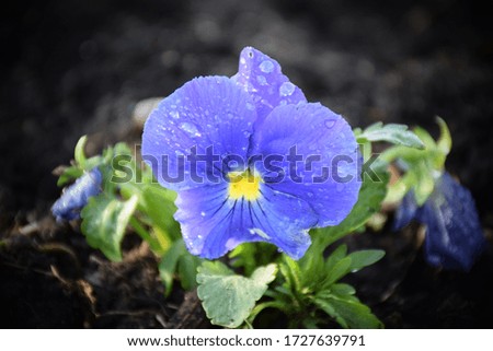 Bright blue pansies flowers in garden with dew drops on petals. Stock Photo 