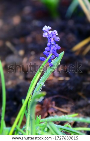 Grape hyacinth with water drops. Stock Photo