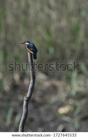 wild bird kingfisher is on branch