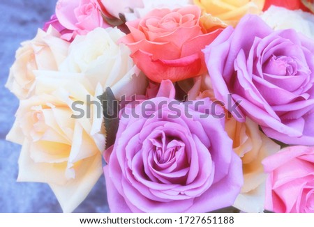 Colorful Rose Background. Multicolored Floral background with pink and lavender Roses.