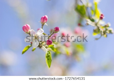 
Detail shot of a cherry blossom. It is a white flower and around it there are still closed pink buds and in the background you can see a bright blue sky