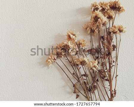 Dried flowers on the white cement floor
