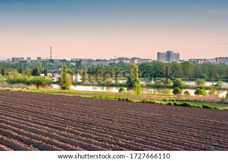 rows of potatoes in a field