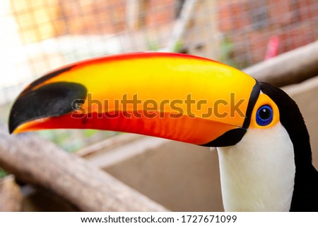 Beautiful toucan on white background 