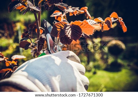 Clipping shrubs with pruning shears. Man cuts branches of bushes with hand pruning scissors. Concept of caring for the garden, beauty of the garden. Allotment season. Shrub formation, tree appearance