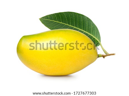 ripe yellow fresh mango with leaf isolated on white background