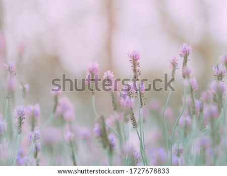 Lavender flower; Nature Background or texture