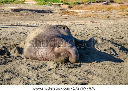 Sea elephant lies on Point Reyes beach in California