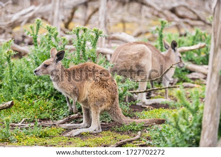 Kangaroos in Phillip Island, Australia.