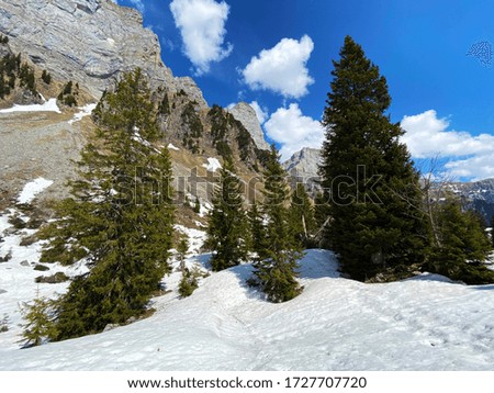 The early spring atmosphere with the last remnants of winter and snow in the Seeztal subalpine valley, Walenstadtberg - Canton of St. Gallen, Switzerland (Kanton St. Gallen, Schweiz)