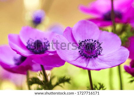 Anemone flower close up shot, spring image