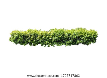 Plant bush,Tree isolated on white background,This has clipping path. Royalty-Free Stock Photo #1727717863