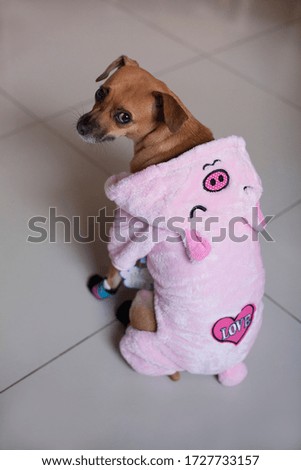 Dog with pink clothes, model of piggy