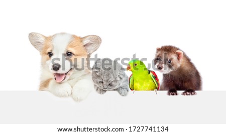Group of different pets look over empty white banner. isolated on white background. Empty space for text