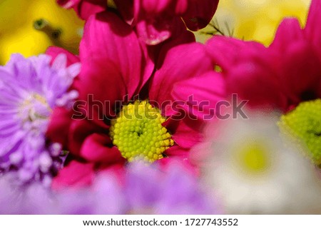 pink violet chrysanthemum with yellowish green stamens. macro photography. Chrysanthemum flower is part of the Asteraceae which includes various types of Chrysanthemum. This flower has many colors. 