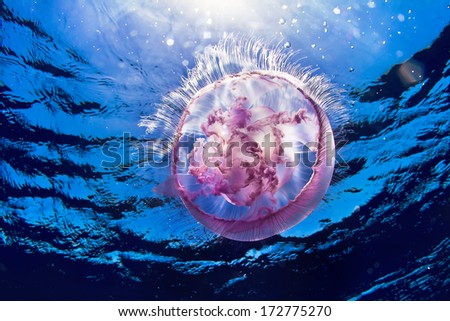 Red sea diving. Pink jellyfish underwater with sunlight through water rippled surface 