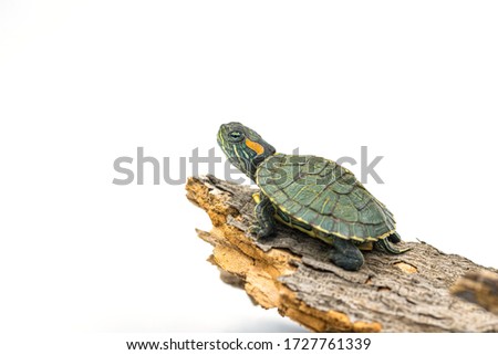 japanese turtle on white background, red-eared slider
