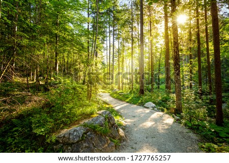 Empty Road through forest with real sun, beautiful summer morning, landscape Royalty-Free Stock Photo #1727765257