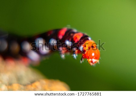 Black and red instar closeup shots