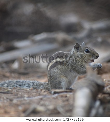squirrel eating in a park