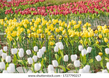Plastic tulip fields For people to take pictures.selective focus