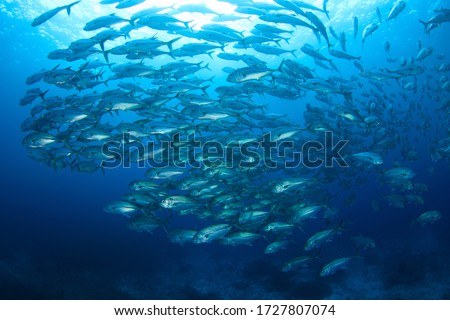 Schooling Jack Fish in blue water. Underwater image taken scuba diving in Indonesia Royalty-Free Stock Photo #1727807074