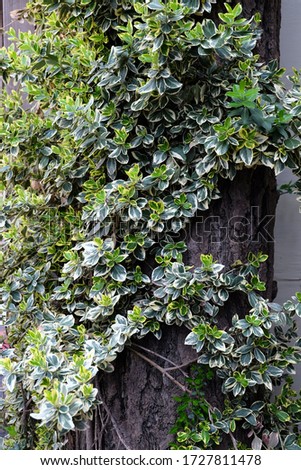 Close up ivy on tree with leaves. Green ivy leaves climbing on plants as a background. Spring theme.