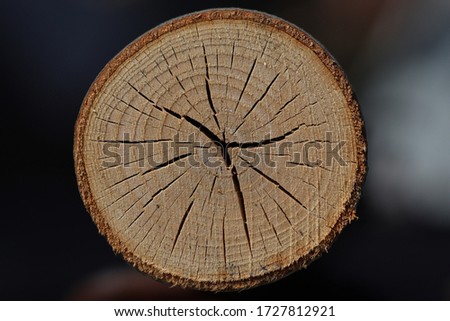 Cross section of the tree 