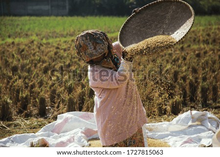 traditional farmer harvesting rice. The farmer standing and sifting rice during the harvesting process. Harvesting scenery