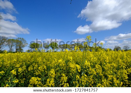 Rape field with blue sky and oaks in the background