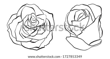Roses flower set, hand drawn vector illustrations